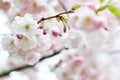 Sakura flowers blossom. Japan cherry tree in garden Royalty Free Stock Photo