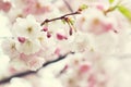 Sakura flowers blossom. Japan cherry tree in garden Royalty Free Stock Photo