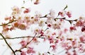 Sakura flowers blossom. Japan cherry tree in garden Royalty Free Stock Photo