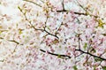 Sakura flowers blossom. Japan cherry tree in garden Royalty Free Stock Photo