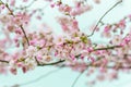 Sakura flowers blossom. Japan cherry tree in garden