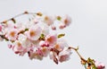 Sakura flowers blossom. Japan cherry tree in garden Royalty Free Stock Photo