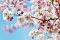 Sakura flowers blossom. Japan cherry tree in garden Royalty Free Stock Photo