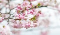 Sakura flowers blossom. Japan cherry tree in garden Royalty Free Stock Photo