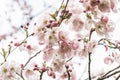 Sakura flowers blossom. Japan cherry tree in garden Royalty Free Stock Photo