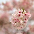 Sakura flowers blossoming in spring at Cornwall Park, Auckland, New Zealand Royalty Free Stock Photo