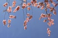 Sakura flowers and blue sky