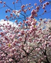 Sakura flowers on a branch against the sky