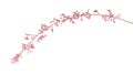 Sakura flowers, a branch of wild Himalayan cherry blossom pink flowers with young leaves budding on tree twig isolated on white