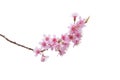 Sakura flowers, a bunch of wild Himalayan cherry blossom pink flowers with young leaves budding on tree twig isolated on white Royalty Free Stock Photo