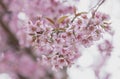 Sakura flowers , Cherry blossom