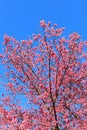 Sakura flowers