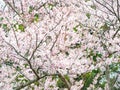 Sakura flowers garden at Jeju island