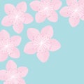 Sakura flowers. Japan blooming cherry blossom Blue background Flat design Royalty Free Stock Photo