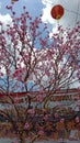 Sakura Flowers Kumpai Pontianak Cinese