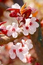 sakura flowers (Prunus yedoensis Matsum)