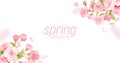 Sakura flowers realistic floral banner. Cherry blossom vector greeting card design. Spring flower illustration Royalty Free Stock Photo