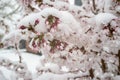 Sakura flowers in the snow, in the springtime. Beautiful white-pink cherry blossoms in bad weather. Royalty Free Stock Photo