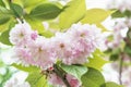 Sakura flowers spring background Royalty Free Stock Photo