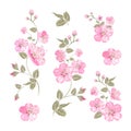 Sakura flowers. Spring background. Vector illustration. Royalty Free Stock Photo