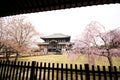 Sakura flowers at Todaiji Shrine in Nara, Japan