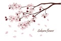 Sakura flowers vector illustration. n