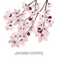 Sakura flowers vector illustration. n