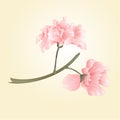Sakura flowers vector Royalty Free Stock Photo