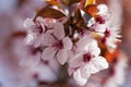 Sakura flowers