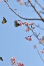 Sakura flowerT Triple redbase jezebel butterfly Royalty Free Stock Photo