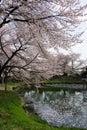 Sakura with Fukaya Station#3