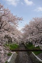 Sakura with Fukaya Station#5