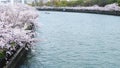 Sakura fullbloom at Osaka, Japan Royalty Free Stock Photo