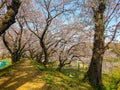 Garden Fulled by Cherry Blossoms in Japan Royalty Free Stock Photo