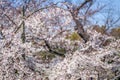 Sakura and gardening