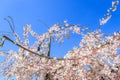 Sakura and gardening