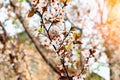 Cherry blossoms-sakura