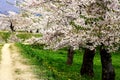 Sakura in Goryokaku, Hakodate, Japan