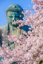 Sakura of the Great Buddha of Kamakura and full bloom Royalty Free Stock Photo