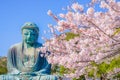 Sakura of the Great Buddha of Kamakura and full bloom Royalty Free Stock Photo