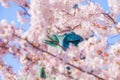 Sakura of the Great Buddha of Kamakura and full bloom