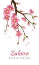 Sakura. Greeting card banner or invitation card with blossom sakura flowers. Blooming flowers illustration wedding