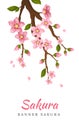 Sakura. Greeting card banner or invitation card with blossom sakura flowers. Blooming flowers illustration wedding