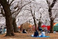 In Sakura Hanami, a popular leisure activity in spring, people have a picnic on the grassy ground