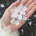 Sakura in hand