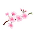 Sakura Hand drawn sketch and watercolor illustrations. Watercolor painting Sakura. Sakura Illustration isolated on white backgroun