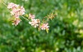 Sakura Herb Natural Shrub Blossoms Wildflowers Plant Flower