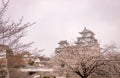 Sakura at Himeji Castle, Japan