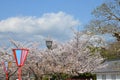 Sakura at Himeji Park Royalty Free Stock Photo