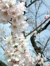 Sakura hollidays